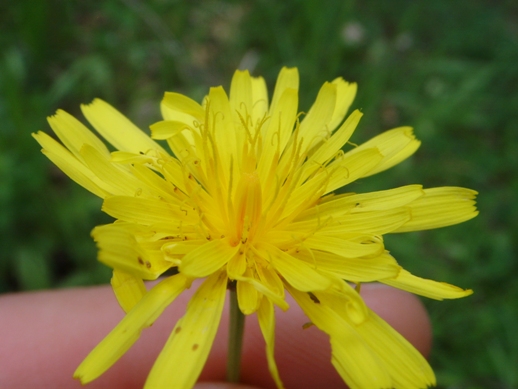 Crepis leontodontoides / Radicchiella italica